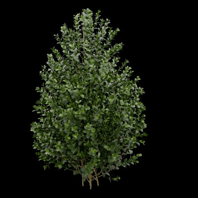 Buxus Sempervirens Plant