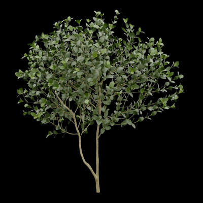 Buxus Sempervirens Plant