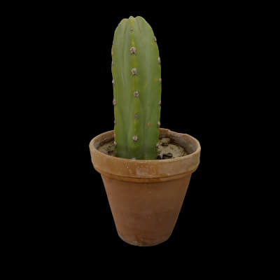 Cactus Pot for Plants