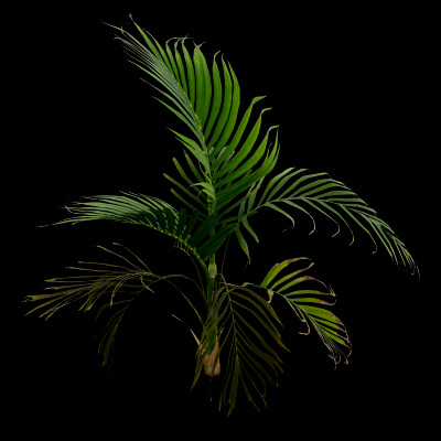 Cascade Palm Plant