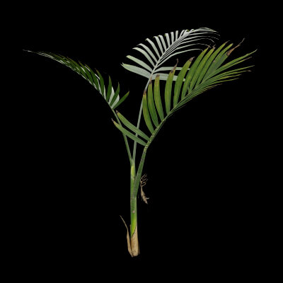 Cascade Palm Plant