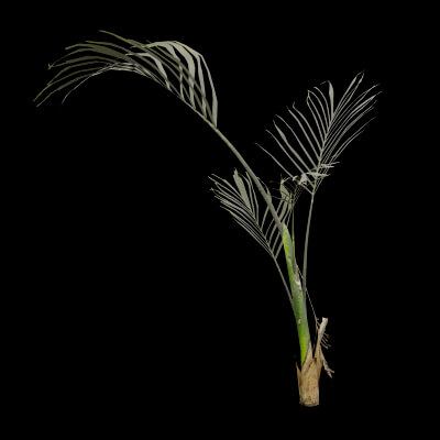 Cascade Palm Plant