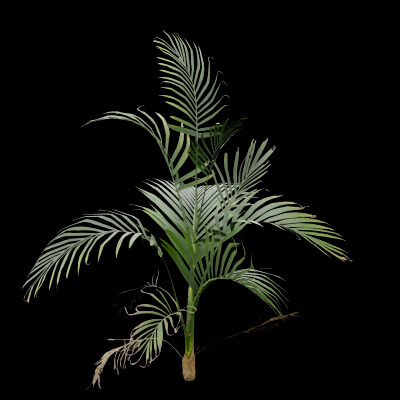 Cascade Palm Plant