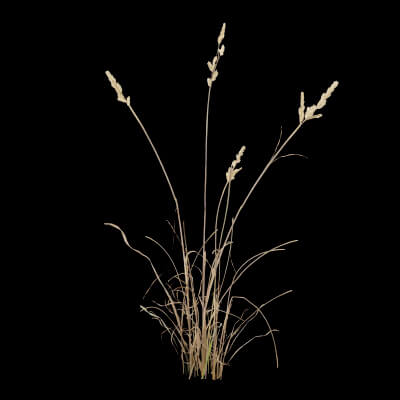 Cat Grass Plant