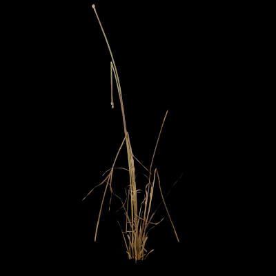 Cat Grass Plant