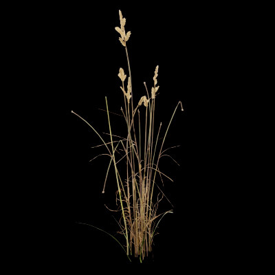 Cat Grass Plant