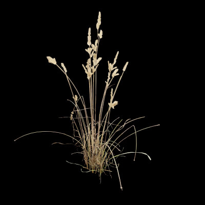Cat Grass Plant