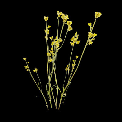Chrysocephalum apiculatum Plant