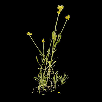 Chrysocephalum Apiculatum Plant