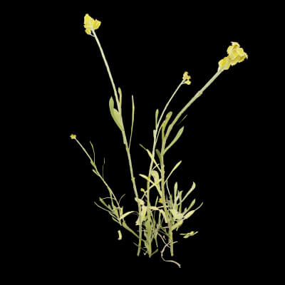 Chrysocephalum Apiculatum Plant