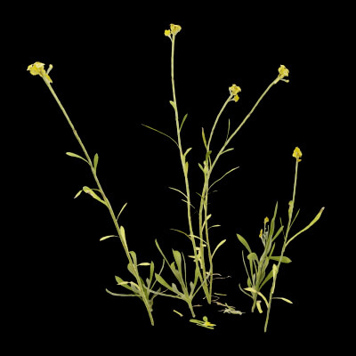 Chrysocephalum apiculatum Plant