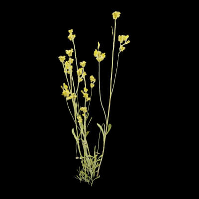 Chrysocephalum Apiculatum Plant