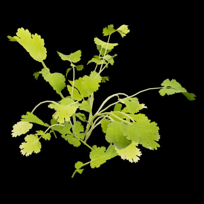 Cilantro Herb Plant
