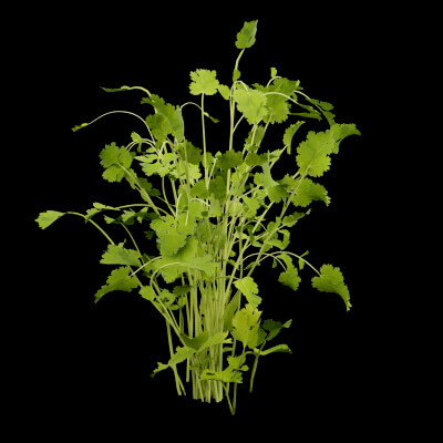 Cilantro Herb Plant