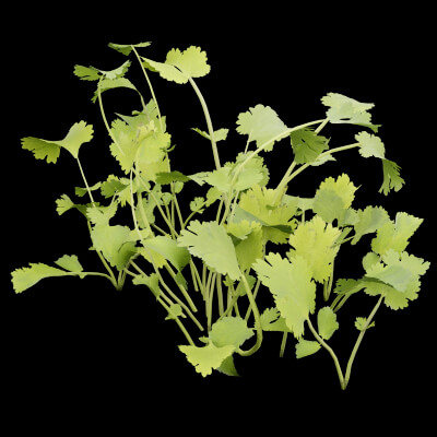 Cilantro Herb Plant