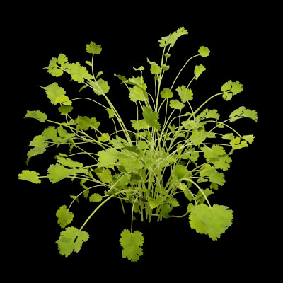 Cilantro Herb Plant
