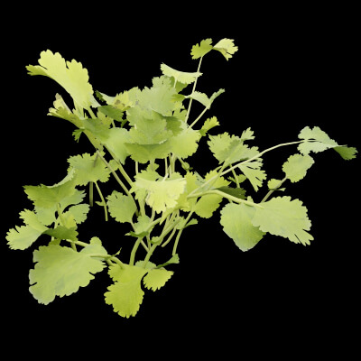 Cilantro Herb Plant