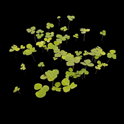 Clovers Plant Foliage