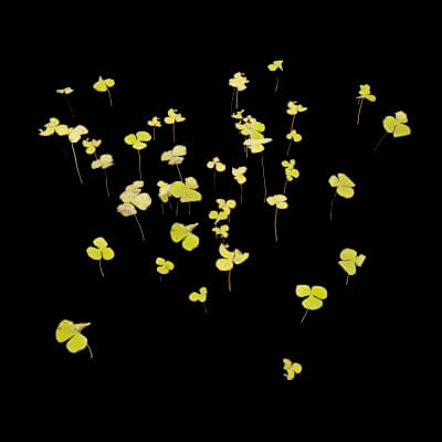 Clovers Plant Foliage