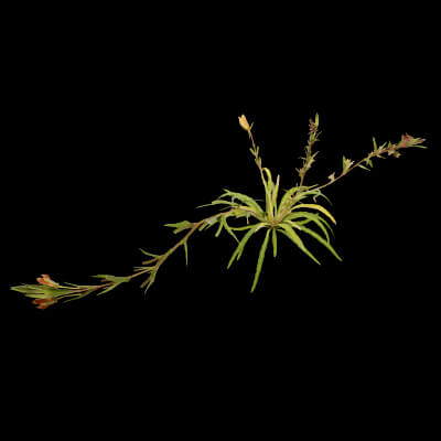 Common Evening-Primrose