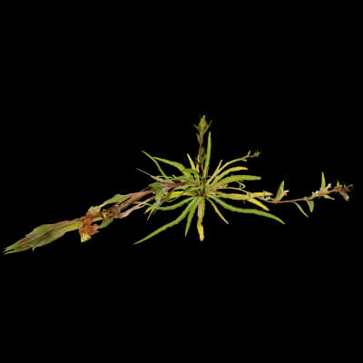 Common Evening-Primrose