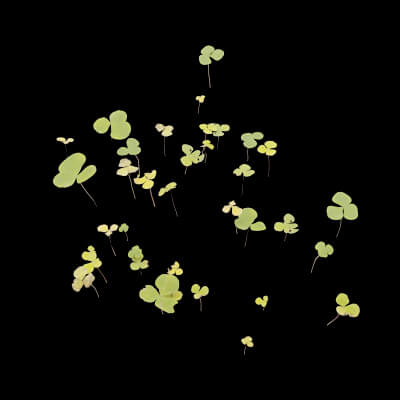 Clovers Plant Foliage
