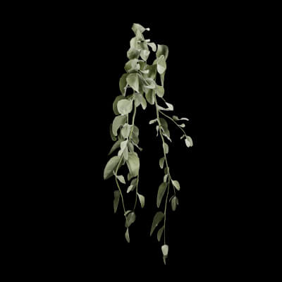 Cocculus Hirsutus Plant