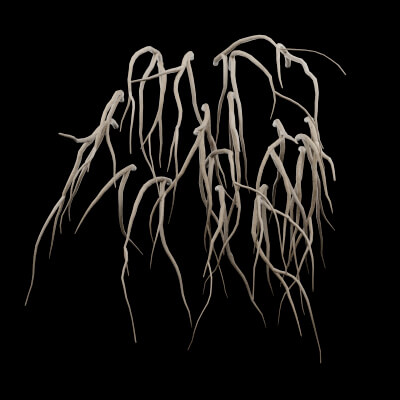 Cocculus Hirsutus Plant