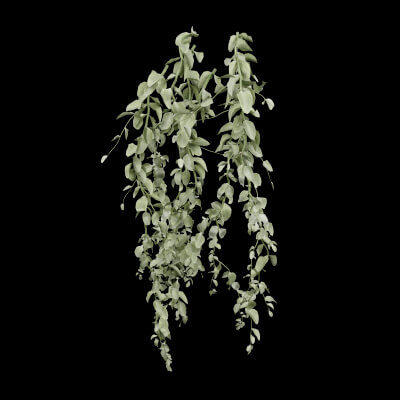 Cocculus Hirsutus Plant