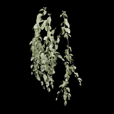 Cocculus hirsutus Plant