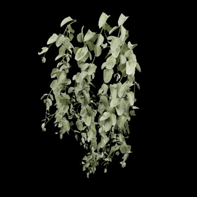 Cocculus Hirsutus Plant