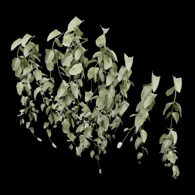 Cocculus Hirsutus Plant