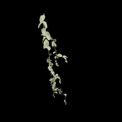 Cocculus Hirsutus Plant