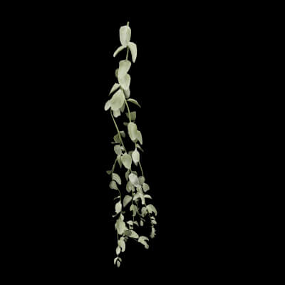 Cocculus Hirsutus Plant