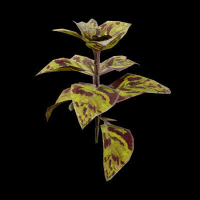 Common Coleus Plant