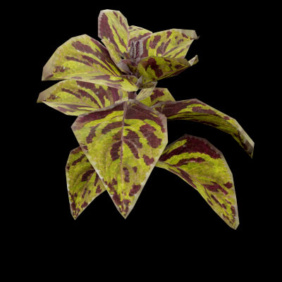 Common Coleus Plant