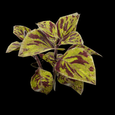 Common Coleus Plant