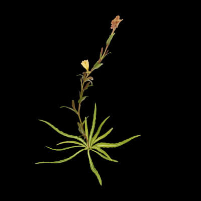 Common Evening-Primrose