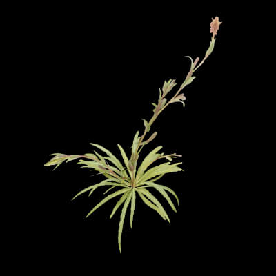 Common Evening-Primrose