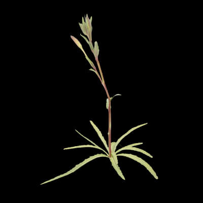 Common Evening-Primrose