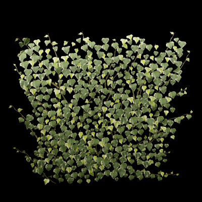 Common Ivy Plant