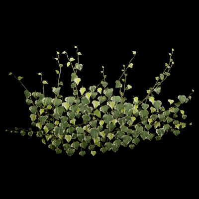 Common Ivy Plant