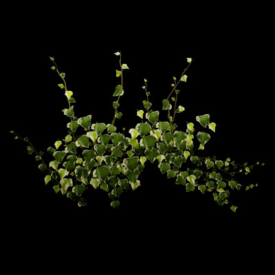 Common Ivy Plant