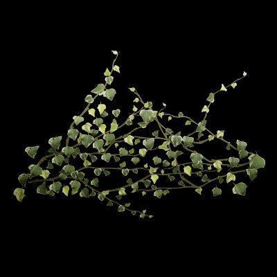 Common Ivy Plant