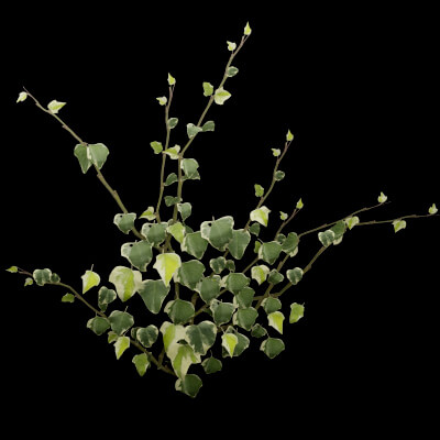 Common Ivy Plant