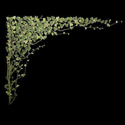 Common Ivy Plant