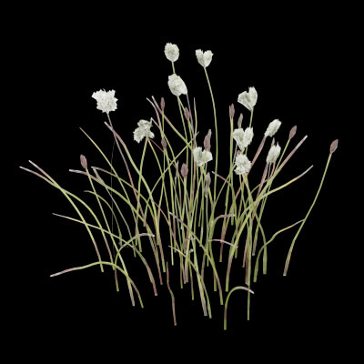 Cotton Grass Plant