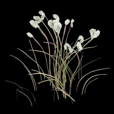 Cotton Grass Plant