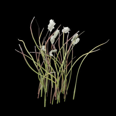 Cotton Grass Plant