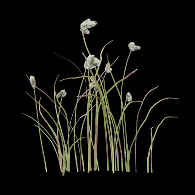 Cotton Grass Plant